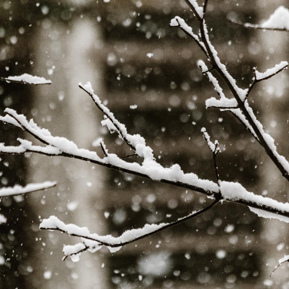 Kuvassa näkyy lumisade ja puun oksia.